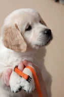 ŠTĚŇÁTKA - ZLATÝ RETRIEVER s PP