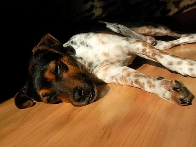 Jack Russel Terier ke krytí