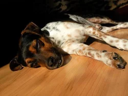 Jack Russel Terier ke krytí