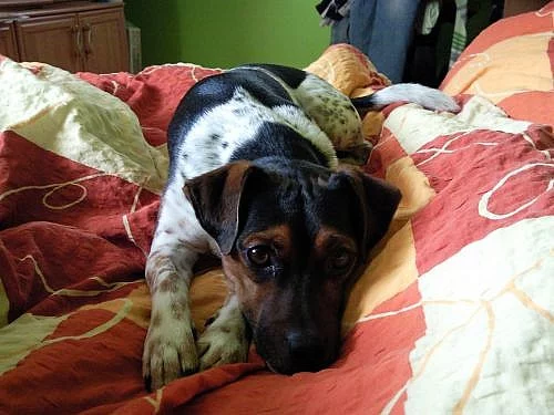Jack Russel Terier ke krytí