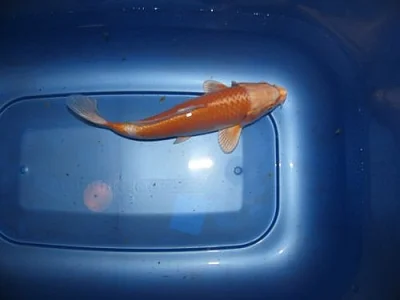 KOI JAPAN F1