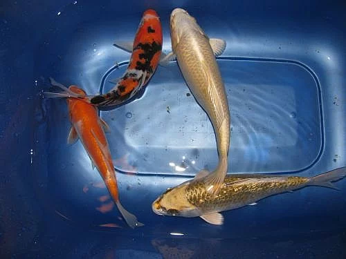 KOI JAPAN F1