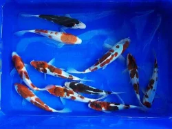 KOI JAPAN F1