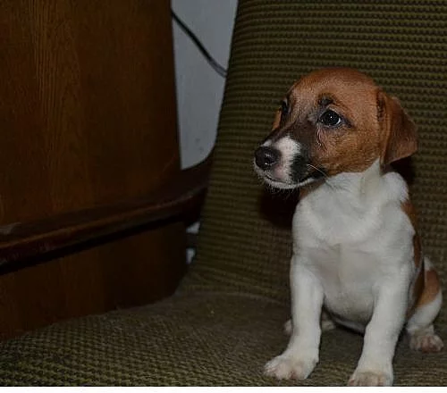 Prodám posledního pejska jack russell teriéra
