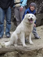 Slovenský čuvač-štěně