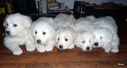 Slovenský čuvač-štěně