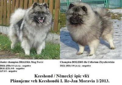 Keeshond / německý špic vlčí štěňata s PP