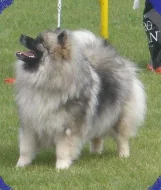 Keeshond / německý špic vlčí štěňata s PP