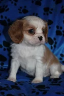 Kavalír King Charles Španěl