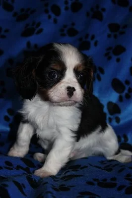 Kavalír King Charles Španěl