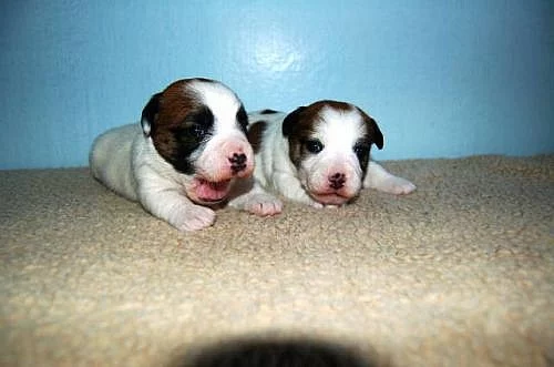 Jack Russell terrier