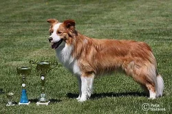Štěňátka border kolie v barvě ee-red