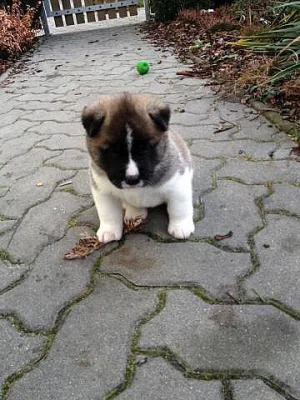 Americká akita - štěňata