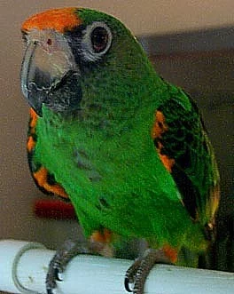 PAPOUŠEK KONŽSKÝ, FANTIENSIS 