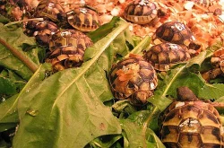 SUCHOZEMSKÁ ŽELVA - KRÁSNÉ ZVÍŘE PRO DĚTI