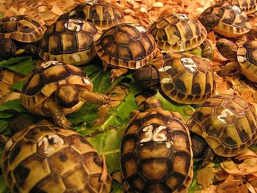 SUCHOZEMSKÁ ŽELVA - KRÁSNÉ ZVÍŘE PRO DĚTI
