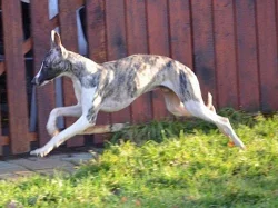 vipet - whippet