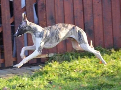 vipet - whippet