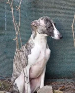 vipet - whippet