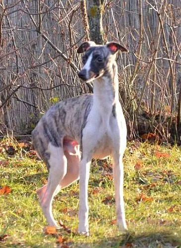 vipet - whippet
