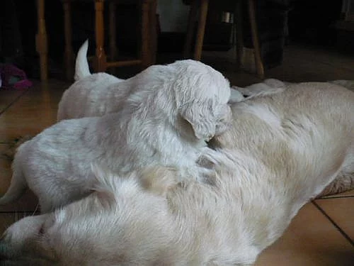 zlatý retríver-štěnata