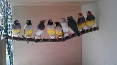 Prodám Amadiny Gouldeové
