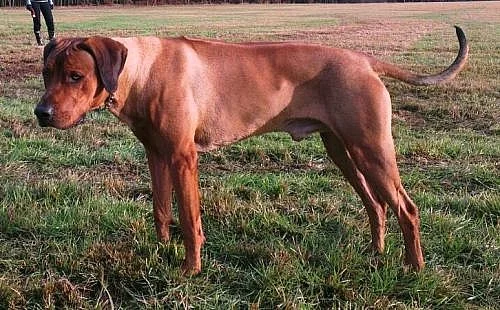 Rhodéský ridgeback ke krytí
