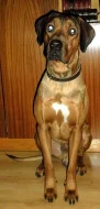 Rhodéský ridgeback ke krytí