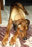 Rhodéský ridgeback ke krytí