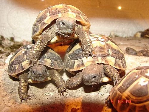 suchozemská želva - testudo hermanni