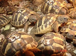 suchozemská želva - testudo hermanni