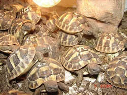 suchozemská želva - testudo hermanni
