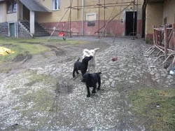 Daruji 2 štěňata vesnického voříška