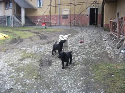 Daruji 2 štěňata vesnického voříška