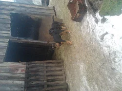 Daruji krizence