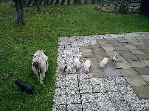 prodám gottingenská miniprasátka