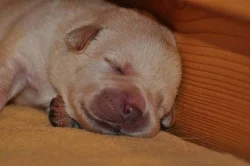 labrador - štěňata s PP FCI !