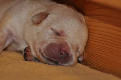 labrador - štěňata s PP FCI !