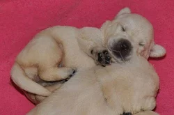labrador - štěňata s PP FCI !