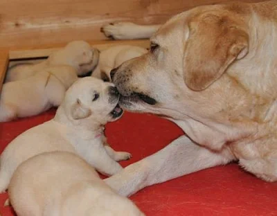 Labrador - štěňata s PP FCI !