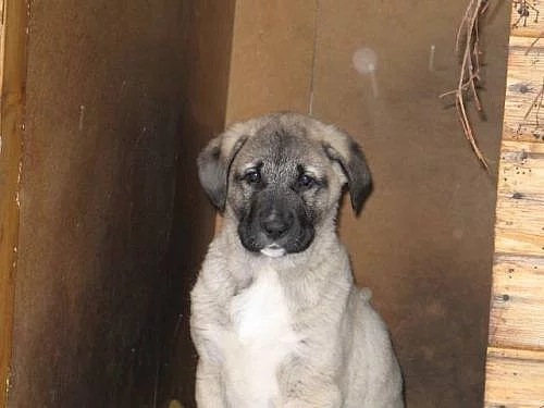 Anatolský pastevecký pes - Kangal