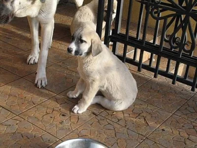 Anatolský pastevecký pes - Kangal