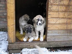 Anatolský pastevecký pes - Kangal