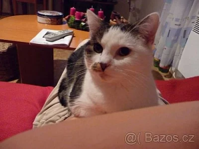 Daruji čtyřletou kočku