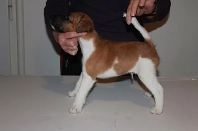 Štěňata foxteriéra hladkosrstého
