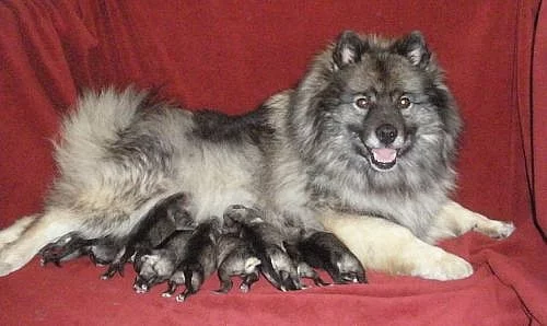Keeshond / německý špic vlčí špičková štěňata s PP