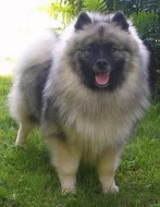 Keeshond / německý špic vlčí špičková štěňata s PP