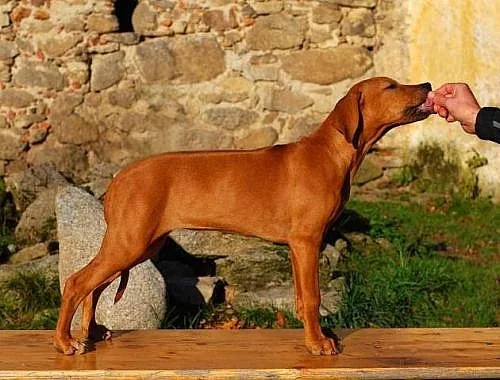 Poslední volná fenka rhodéského ridgebacka