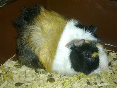 Morčátko