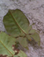 Prodám lupenitky Phyllium